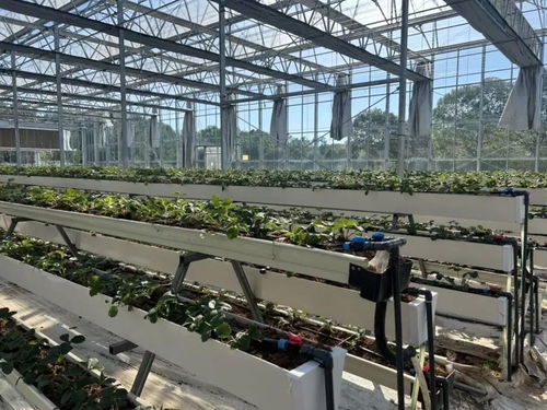 白鹤草莓香飘四溢，植物工厂开启全年果香新纪元